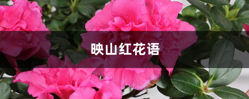 映山红的花语是什么,有什么寓意? 映山红的花语是什么,有什么寓意?