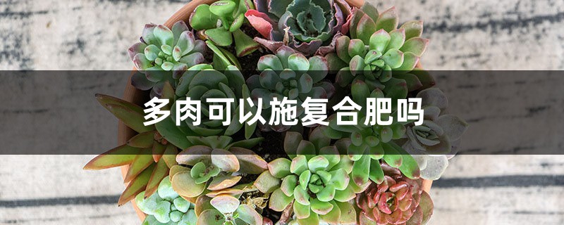 多肉可以施复合肥吗 多肉可以施复合肥吗