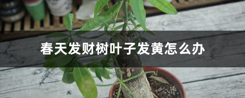 春天发财树叶子发黄怎么办 春天发财树叶子发黄怎么办