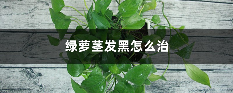 绿萝茎发黑怎么治 绿萝茎发黑怎么治