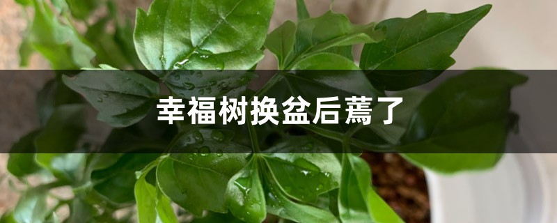 幸福树换盆后蔫了怎么办 幸福树换盆后蔫了怎么办