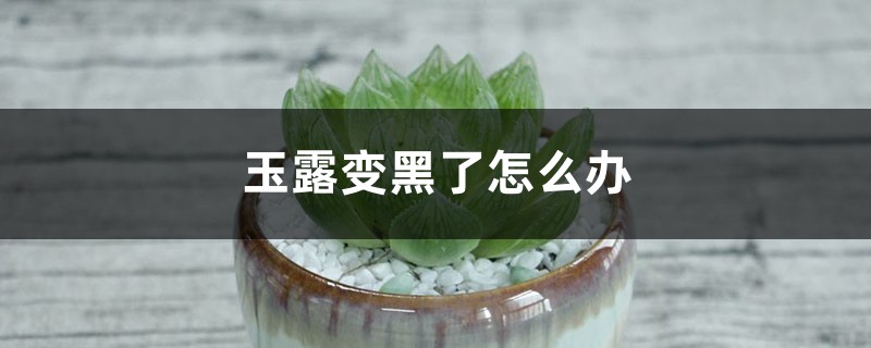 玉露变黑了怎么办 玉露变黑了怎么办
