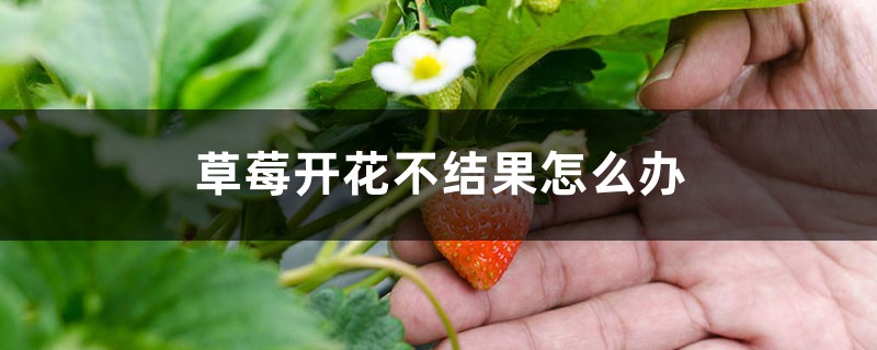 草莓开花不结果怎么办 草莓开花不结果怎么办