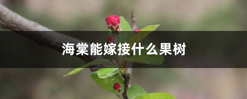 海棠能嫁接什么果树 海棠能嫁接什么果树