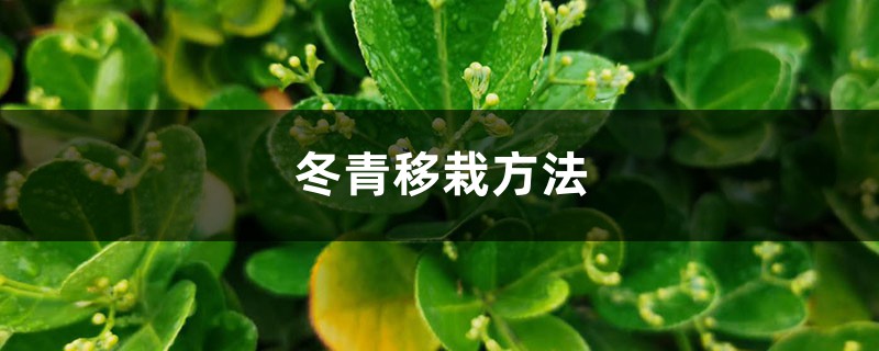 冬青移栽方法 冬青移栽方法