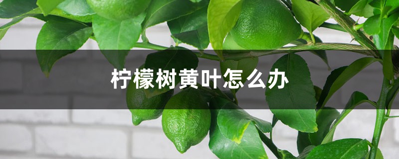 柠檬树黄叶怎么办 柠檬树黄叶怎么办