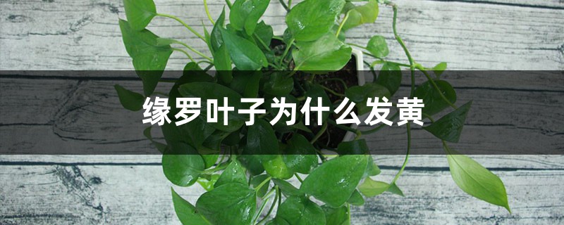 绿萝叶子为什么发黄 绿萝叶子为什么发黄