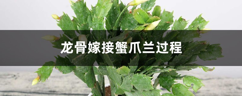 龙骨能嫁接蟹爪兰吗 龙骨能嫁接蟹爪兰吗