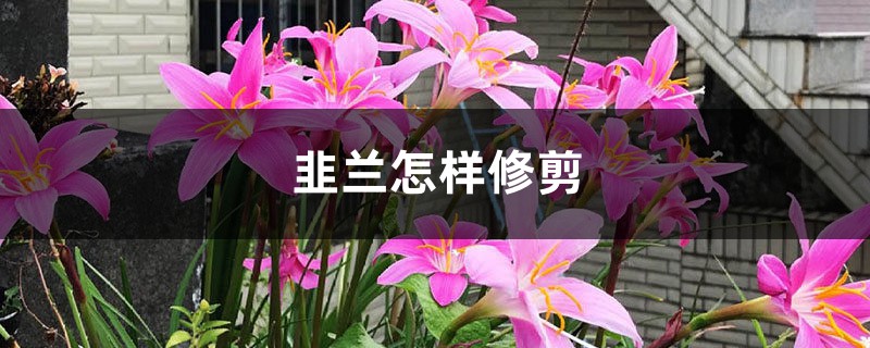 韭兰怎样修剪 韭兰怎样修剪
