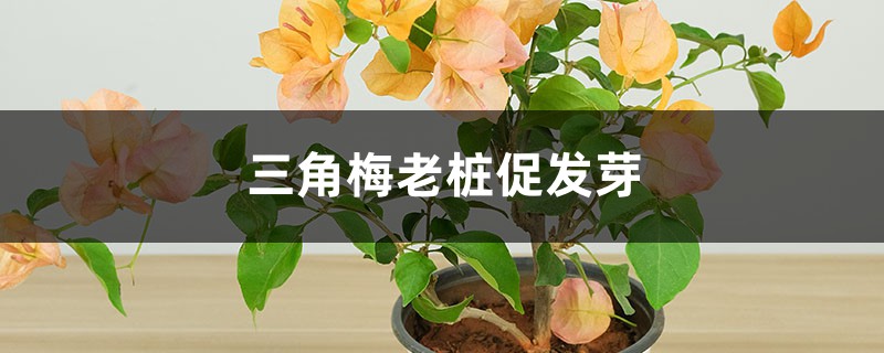 三角梅老桩促发芽方法 三角梅老桩促发芽方法