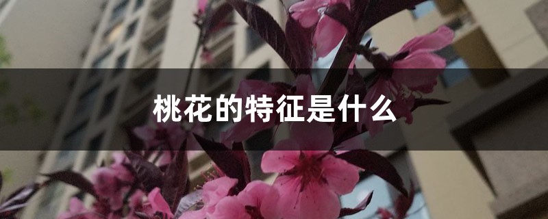 桃花的特征是什么 桃花的特征是什么