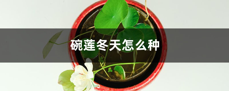 碗莲冬天怎么种 碗莲冬天怎么种