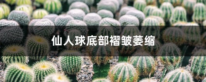 仙人球底部褶皱萎缩怎么办 仙人球底部褶皱萎缩怎么办