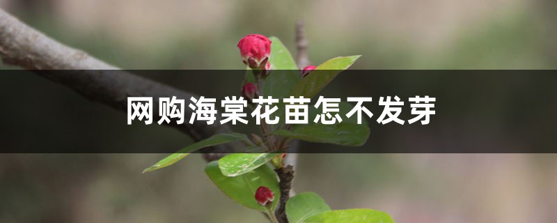 网购海棠花苗怎么不发芽 网购海棠花苗怎么不发芽