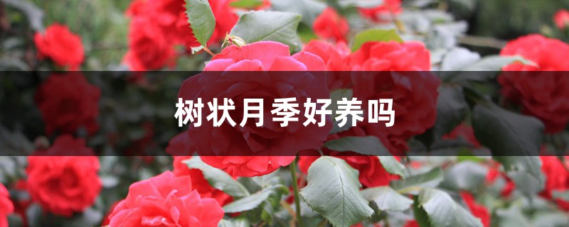 树状月季好养吗,该怎么养? 树状月季好养吗,该怎么养?