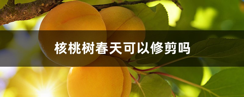 核桃树春天可以修剪吗,该怎么剪? 核桃树春天可以修剪吗,该怎么剪?