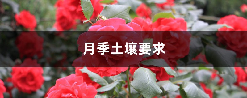 月季土壤要求 月季土壤要求