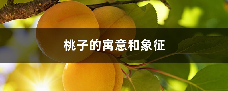 桃子的寓意和象征 桃子的寓意和象征