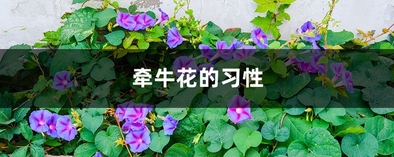 牵牛花的习性 牵牛花的习性