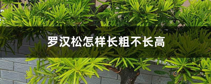 罗汉松怎样长粗不长高 罗汉松怎样长粗不长高