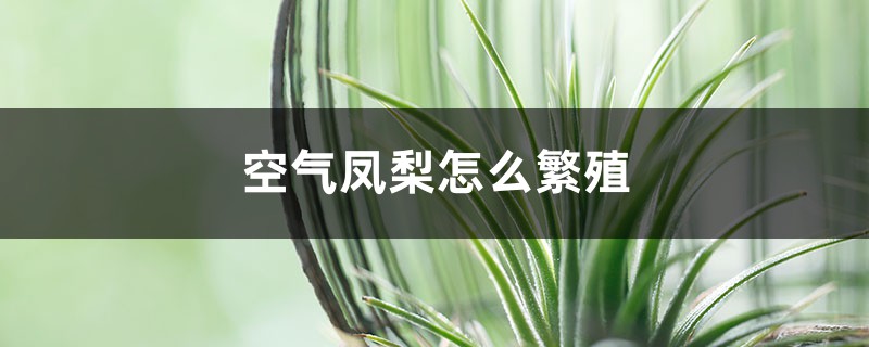 空气凤梨怎么繁殖 空气凤梨怎么繁殖