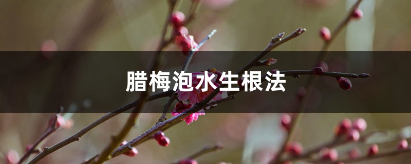 腊梅泡水生根法 腊梅泡水生根法