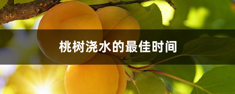 桃树浇水的最佳时间 桃树浇水的最佳时间