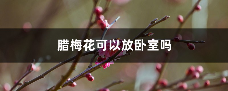 腊梅花可以放卧室吗 腊梅花可以放卧室吗