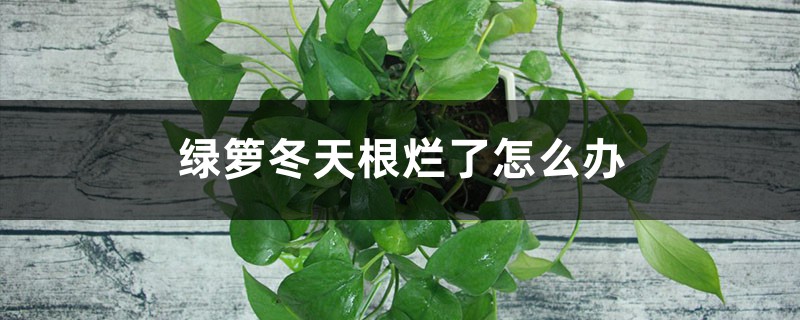 绿箩冬天根烂了怎么办 绿箩冬天根烂了怎么办