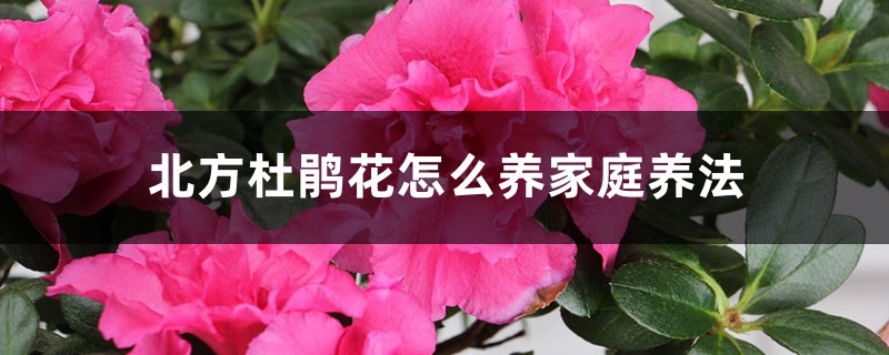 北方杜鹃花怎么养(家庭养法) 北方杜鹃花怎么养(家庭养法)