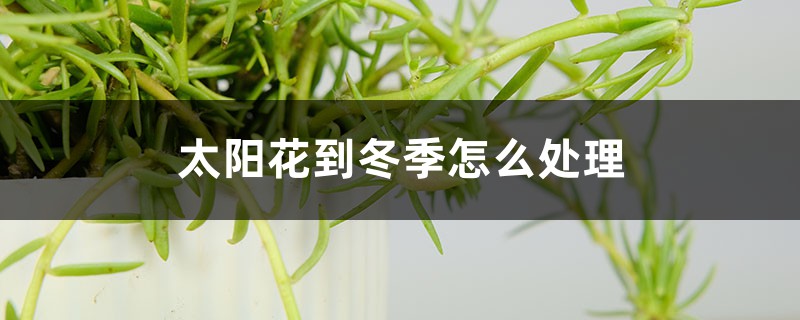 太阳花到冬季怎么处理 太阳花到冬季怎么处理