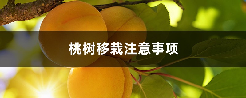 桃树移栽注意事项 桃树移栽注意事项