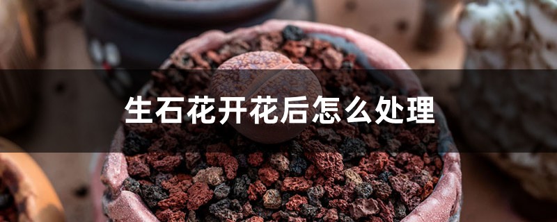 生石花开花后有种子吗 生石花开花后有种子吗