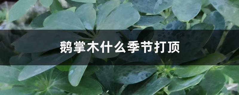 鹅掌木什么季节打顶 鹅掌木什么季节打顶