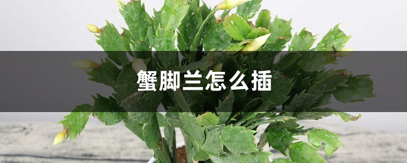 蟹脚兰怎么插 蟹脚兰怎么插
