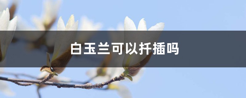 白玉兰可以扦插吗 白玉兰可以扦插吗