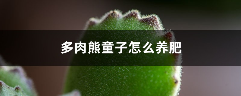 多肉熊童子怎么养肥 多肉熊童子怎么养肥