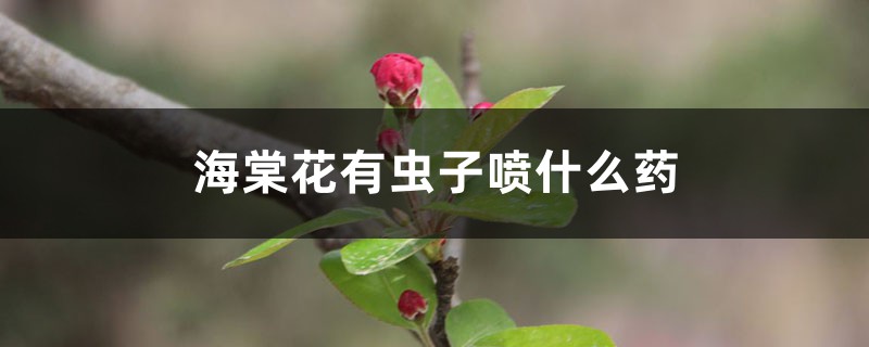 海棠花有虫子喷什么药 海棠花有虫子喷什么药