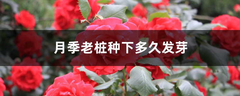 月季老桩种下多久发芽 月季老桩种下多久发芽