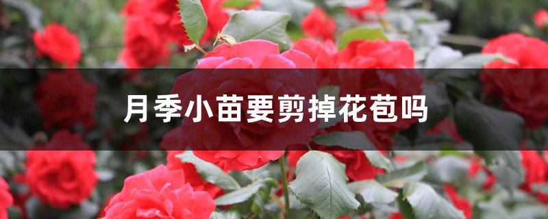月季小苗要剪掉花苞吗 月季小苗要剪掉花苞吗