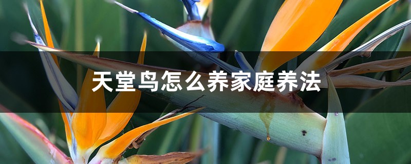 天堂鸟怎么养(家庭养法) 天堂鸟怎么养(家庭养法)