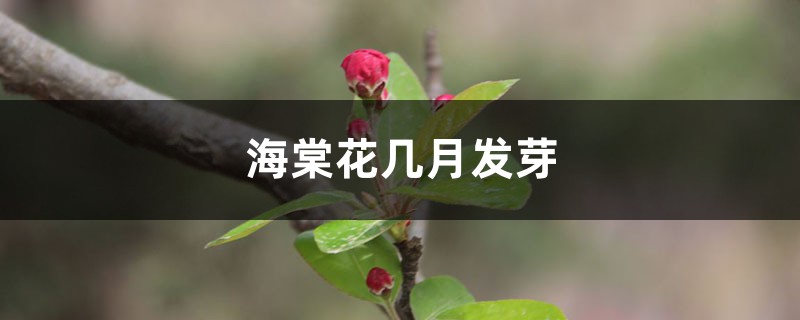 海棠花几月发芽 海棠花几月发芽