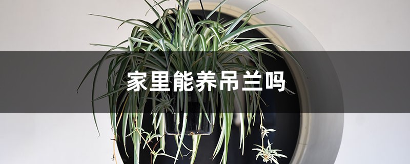 家里能养吊兰吗 家里能养吊兰吗