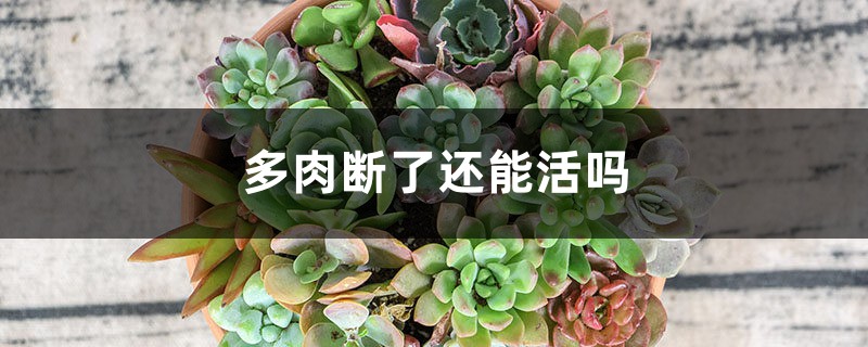 多肉断了还能活吗 多肉断了还能活吗