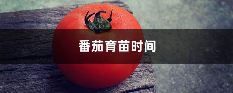 番茄育苗时间 番茄育苗时间