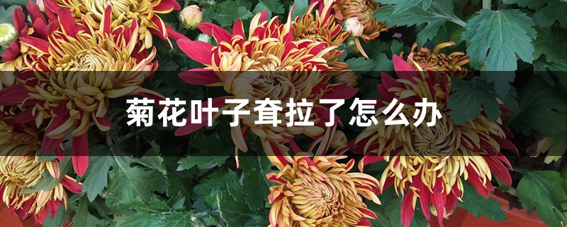 菊花叶子耷拉了怎么办 菊花叶子耷拉了怎么办
