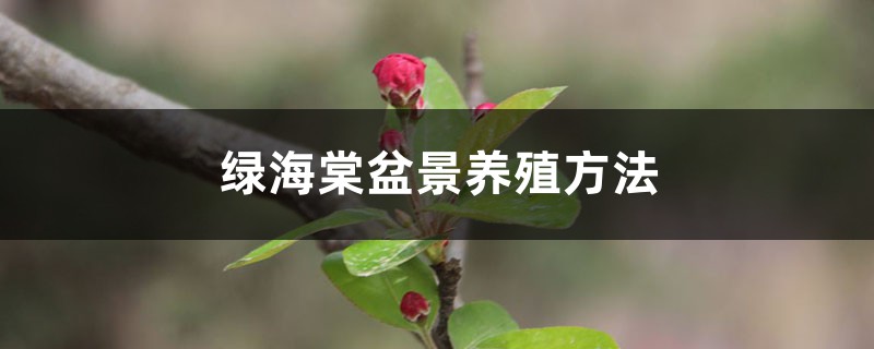 绿海棠盆景养殖方法 绿海棠盆景养殖方法