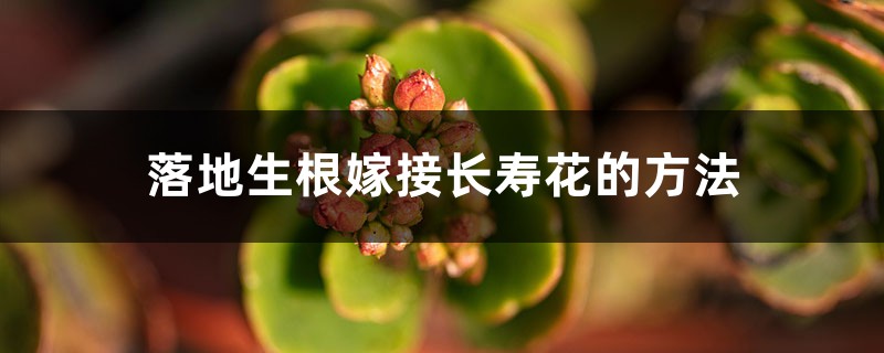 落地生根嫁接长寿花的方法 落地生根嫁接长寿花的方法