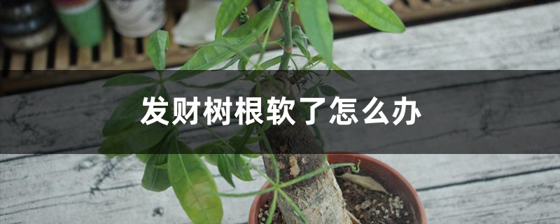 发财树根软了怎么办 发财树根软了怎么办