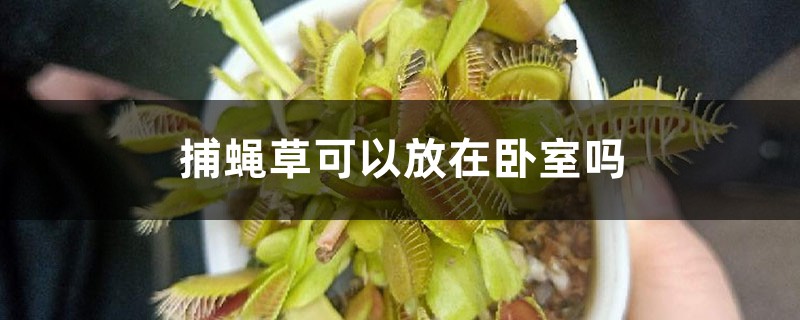 捕蝇草可以放在卧室吗 捕蝇草可以放在卧室吗